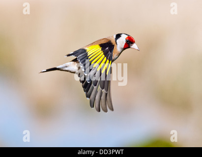 Goldfinch en vol Banque D'Images