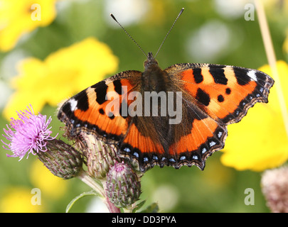 Série complète de la petite écaille (Aglais urticae) butterfly posant sur une variété de fleurs, ici une fleur de chardon Banque D'Images