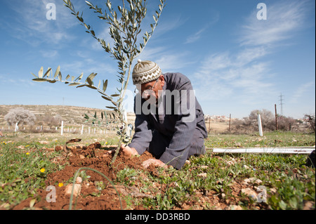 Un agriculteur palestinien d'olive Plantes semis d'arbres dans la région d'Ein El Qassis d'Al Khader, village de Cisjordanie. Banque D'Images