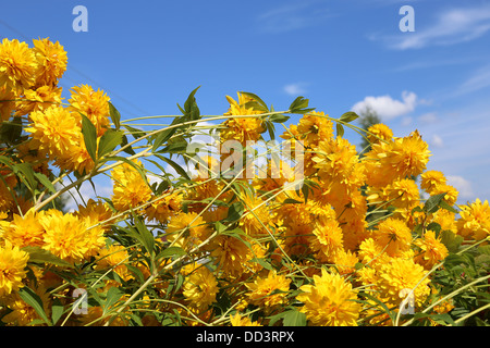 Rudbeckia laciniata contre le ciel bleu Banque D'Images