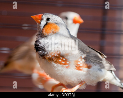 Cut-throat amadina fasciata - Finch - oiseau en cage Banque D'Images