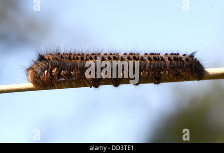 Série de 20 gros plans détaillés de la Oak Eggar Moth (Lasiocampa quercus) dans diverses poses Banque D'Images