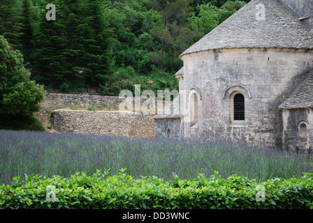 Abbaye de Sénanque avec champ de lavande, Gordes, Vaucluse, Provence, France Banque D'Images