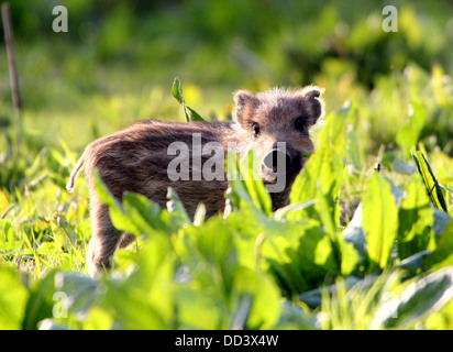 Close-up d'un porcelet de sanglier (Sus scrofa) Banque D'Images