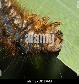 Série de 20 gros plans détaillés de la Oak Eggar Moth (Lasiocampa quercus) dans diverses poses Banque D'Images