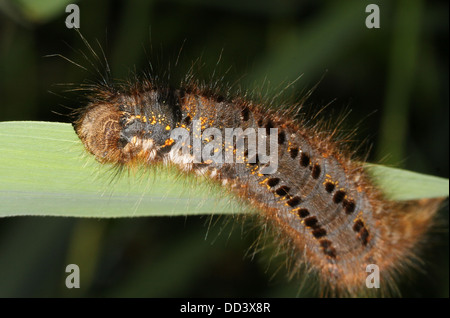 Série de 20 gros plans détaillés de la Oak Eggar Moth (Lasiocampa quercus) dans diverses poses Banque D'Images