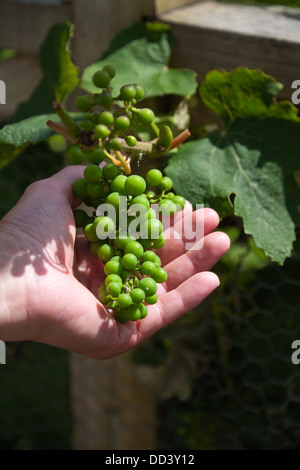 Un homme tenant une grappe de raisins poussant sur un jeune vigne dans l'Île du Nord, Nouvelle-Zélande Banque D'Images