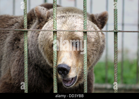 Dans la cage de l'ours brun Banque D'Images