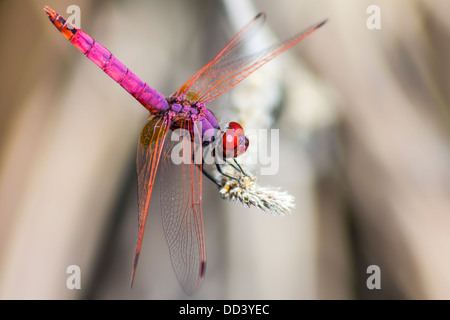 Le Violet Dropwing Trithemis annulata () Banque D'Images