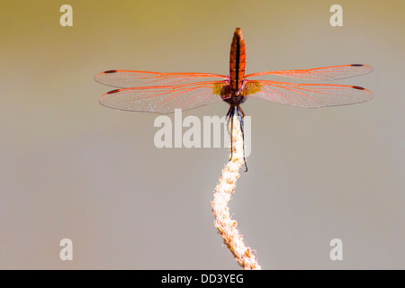 Le Violet Dropwing Trithemis annulata () Banque D'Images
