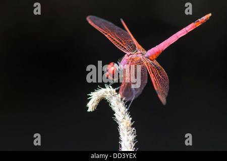 Le Violet Dropwing Trithemis annulata () Banque D'Images