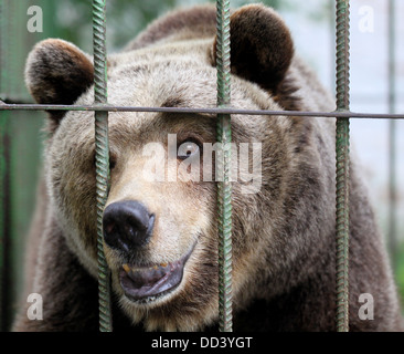 Portrait d'un ours brun dans une cage Banque D'Images