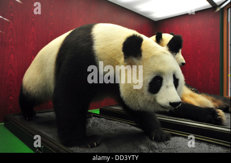 Un panda géant femelle peluche  = Ailuropoda melanoleuca Banque D'Images