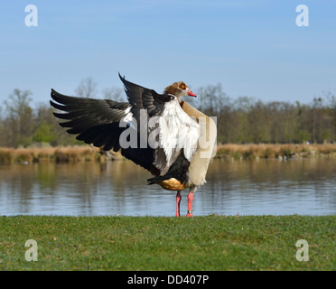 Ouette d'ailes d'étirement, Héron étang, Bushy Park, Londres, UK Banque D'Images