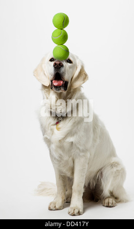 Photographie de couleur platinum chiot Golden Retriever (9 mois) concilier les balles de tennis 3 Banque D'Images