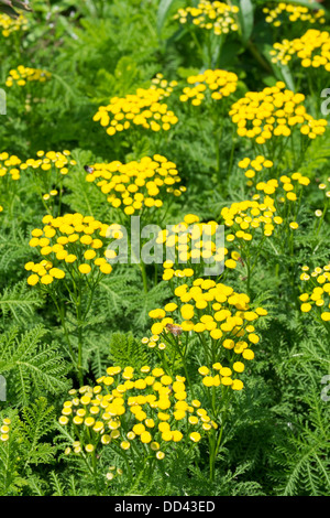 Tanaisie (Tanacetum vulgare) montrant des fleurs, l'Angleterre, Août Banque D'Images