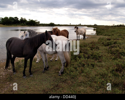 Nouvelle Forêt poneys, Hatchet pond, New Forest, Hampshire, UK 2013 Banque D'Images