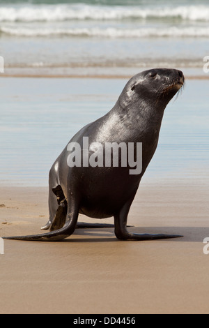 Lion de mer de Nouvelle-Zélande -Phocarctos hooken -, Cannibal Bay, île du Sud, Nouvelle-Zélande Banque D'Images