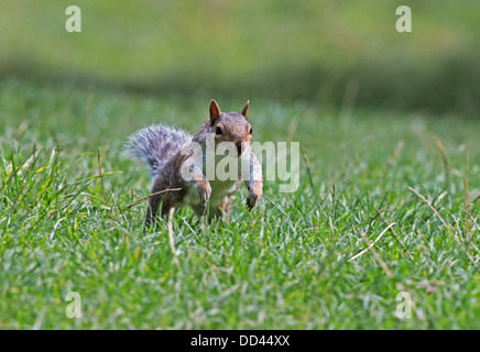 - L'écureuil gris Sciurus carolinensis tournant. L'été. Le Sussex. Uk Banque D'Images