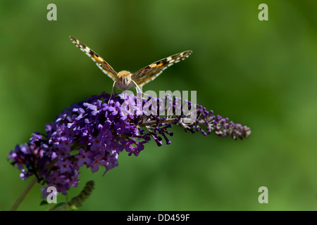 La belle dame papillon sur buddleia davidii Banque D'Images