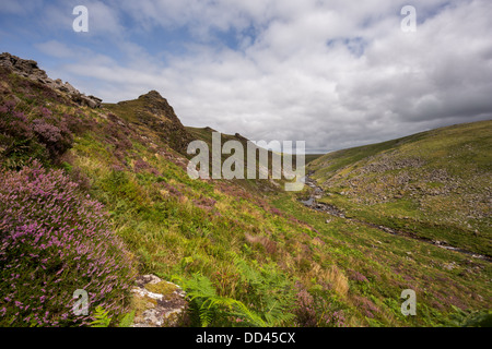 Heather rose au Tavy Cleave, à la fin de l'été, le parc national du Dartmoor Devon Uk. Banque D'Images