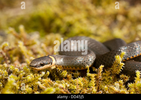 Le sud du serpent à collier sur tapis vert mousse - Diadophis punctatus Banque D'Images