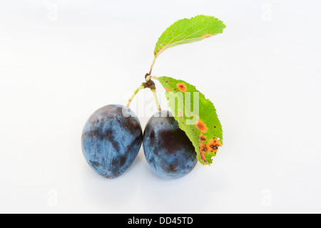 Deux prunes Banque D'Images