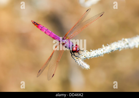 Le Violet Dropwing Trithemis annulata () Banque D'Images
