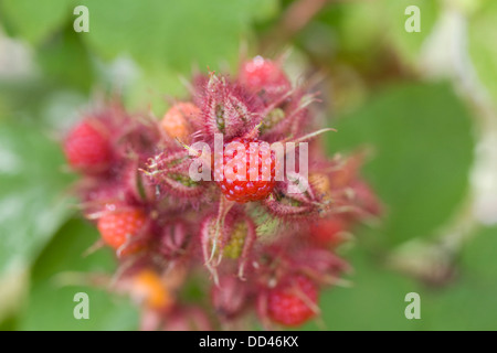 Rubus phoenicolasius. Wineberry japonais portrait de fruits. Banque D'Images