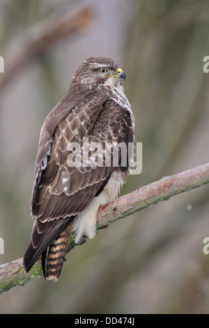 Buse variable (Buteo buteo) assis sur une branche en hiver. Banque D'Images