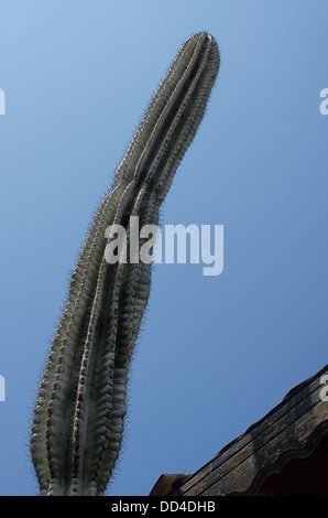 Cactus drôle de très haute taille poussant dans un jardin grec. Banque D'Images