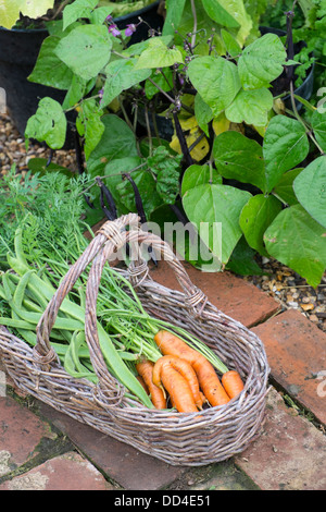 Accueil cultivé des carottes et des haricots dans l'osier trug Banque D'Images