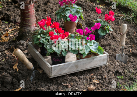 Cyclamen de plantation sous un cerisier en écorce de bouleau. Banque D'Images