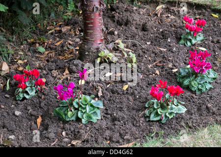 Cyclamen de plantation sous un cerisier en écorce de bouleau. Banque D'Images