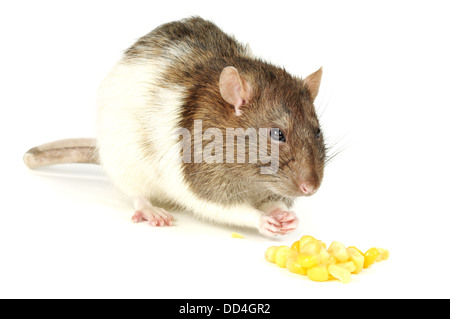 Rat avec du maïs Banque D'Images