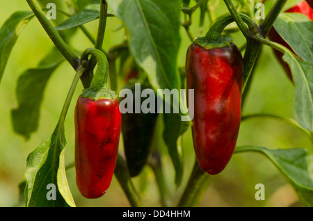 Gousses de piments Jalapeno rouges mûries sur l'usine. Malaga, Espagne. Banque D'Images