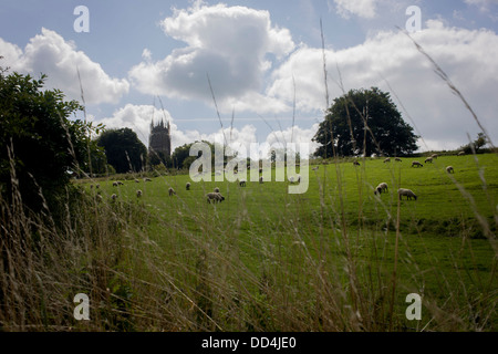 Moutons paissent sur une colline à l'extérieur, le Chewton Mendip, Somerset. Banque D'Images