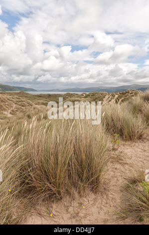 L'ammophile entre les dunes de sable Ynyslas la stabilisation du matériel roulant encore en croissance et des monticules de sable ridge bardeaux Banque D'Images