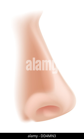 Une illustration d'une partie du corps nez humain, pourrait être d'odeur dans les cinq sens Banque D'Images