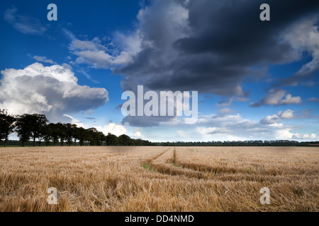 Des nuages sur ciel bleu sur champ de blé Banque D'Images