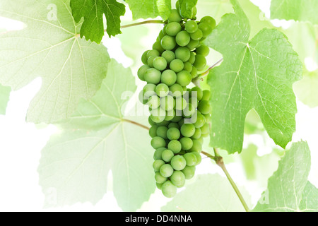 Raisin vert accroché sur un fond blanc au-dessus de branches Banque D'Images