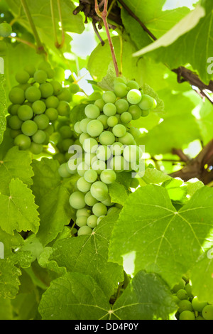 Raisins verts frais branches accrochée à un Banque D'Images