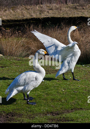 Les cygnes de Bewick (Cygnus columbianus) Banque D'Images