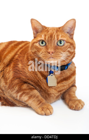 Orange Fat Cat Banque D'Images