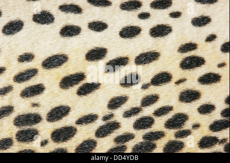 Fausse Fourrure leopard texture background Banque D'Images