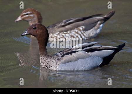 Canards en bois australien (chenonetta jubata), mâle et femelle Banque D'Images