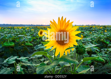 Champ de tournesols en fleurs à l'aube Banque D'Images