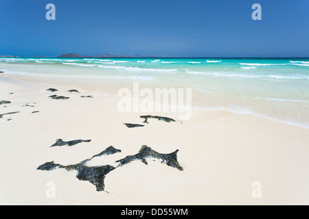 Playa de las Dunas de Corralejo, Fuerteventura, une plage de sable blanc parfait avec de l'eau turquoise et bleu ciel. Banque D'Images