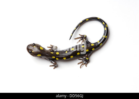 Salamandre maculée, Ambystoma maculatum. Banque D'Images