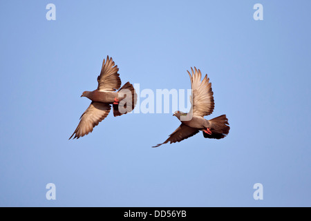 Le pigeon biset (Columba livia) en vol, Texas, USA. Banque D'Images